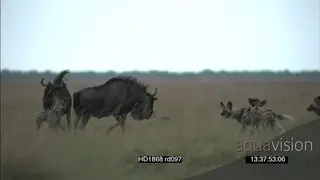 African Wild Dog pack stalk hunt surrounding Blue Wildebeests standing back to back.