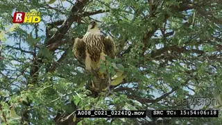 Peregrine falcon low angle, sitting on top of the tree branch.