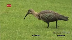 IBIS SEARCHING FOR INSECTS