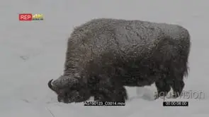 American bison grazing in snow covered field while snowing heavily