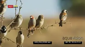Flock of Social Weavers sitting on the Tree GOOD LIGHT