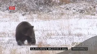 Grizzly Bear walking and looking around on snowy prairie LS PAN
