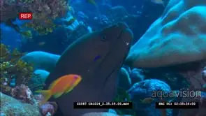 Undulated Moray in colourful coral reef CU