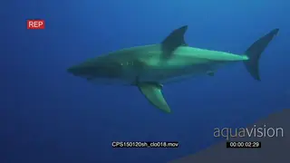 Great White Shark swimming underwater in ocean MS HAND