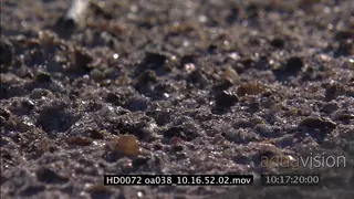 Winged Termites leaving their nests to start new colonies