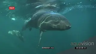 A Great white shark gently swimming underwater in ocean passing under camera UW HAND
