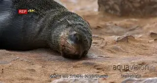 Adult cape fur seal looking directly at the camera rubbing its face on the sand