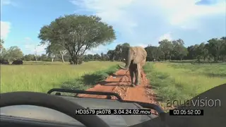 African elephant with juvenile calf walking towards stationery vehicle pov people looking.