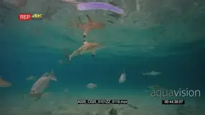 Wide shot of juvenile and adult blacktip reef shark catching a fish and feeding GOOD LIGHT