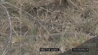 Mozambique Spitting Cobra crawling through grass LS PAN ZI MS