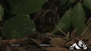 Goliath Bird-eating Spider on leaves the forest