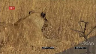 African Lioness Lion stalking hunting a Dazzle of Zebras grazing in the Savannah