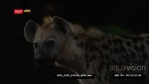 Spotted Hyena at night