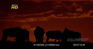 WS-Red Silhouette of a herd of Black Wildebeest grazing on grass.
