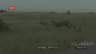 Cheetah walking in high grasses while raining heavily