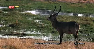 Two waterbucks walking on khwaii riverbank