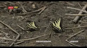 Shallowtail Butterflies flapping wings on veldt 2S MLS