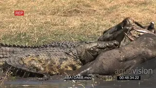 Three Nile crocodiles feeding on Buffalo carcass on riverbank