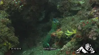 Mantis shrimp between corals, then swims away WS