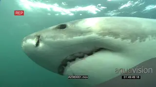 Great White Shark swimming underwater in ocean turning and passing by camera MLS MCU HAND