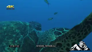 Loggerhead Turtle swimming UW