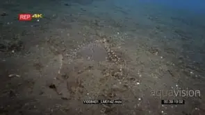 Mimic octopus, Octopus sp19, Thaumoctopus mimicus on the sea bed looking for a hole to.