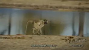 Adult Chacma baboon running while looking towards the camera