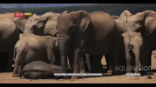 Elephant herd standing with baby elephant laying on the ground.