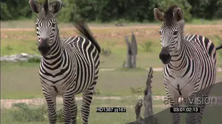 Zebras standing cautiously looking at Wild Dogs laying down hunting