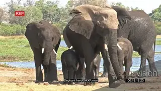 Wet elephant herd after drinking, with young in DEFENSIVE group
