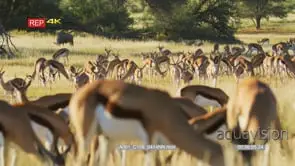 Large springbok herd grazing and walking through the grass with lone wildebeest grazing.