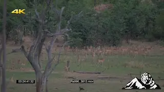 Impala antelope herd running and stotting away on green grassland LS XWS