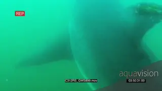 A school of false-eye sergeant fishes swimming around Great white shark hunting…