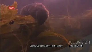 Dead Sea Otter carcass floating Underwater amongst Kelp forest