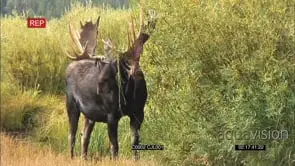 MOOSE FEEDING ON LEAVES AT STREAM