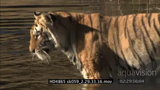 Bengal tiger getting into water