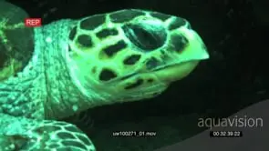 Hawksbill Sea Turtle laying down underwater in ocean deep CU HAND