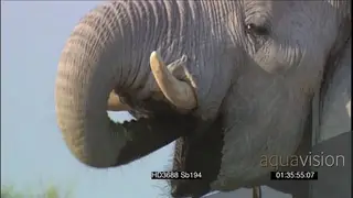 African elephant drinking water getting into waterhole