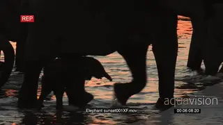 Elephant herd and new born baby in SILHOUETTE walking out of the river MS