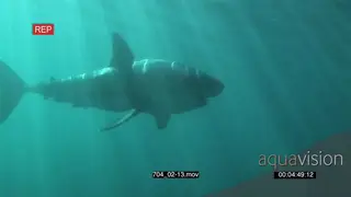 Large Great White Shark passing camera PROFILE