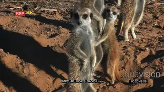 Close up shot of two juvenile meerkat standing close to meerkat mother.