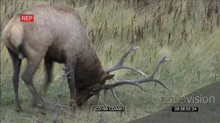 Elk Deer standing, urinating on its face and then rests WS GENERAL BEHAVIOUR