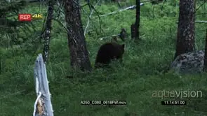 Cinnamon Black Bear and Black Bear moving and mating on prairie WS PAN