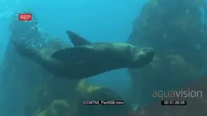 Float of Cape Fur Seals swimming and turning underwater in ocean and looking around LS.