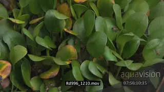 African honey bees flying around and crawling on marsh GREEN MCU