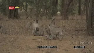 Vervet Monkey troop sitting and moving in woodlands MWS