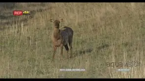 Elk calf standing, looking around and grazing GOOD LIGHT