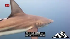 Blacktip Shark hunting