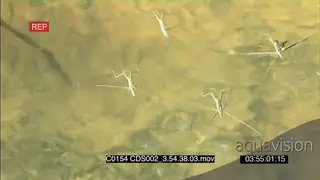 Pond skater Water Strider insects hunting above water