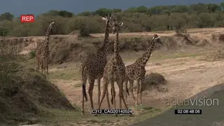 Giraffe herd standing on bushveld looking around LS HAND